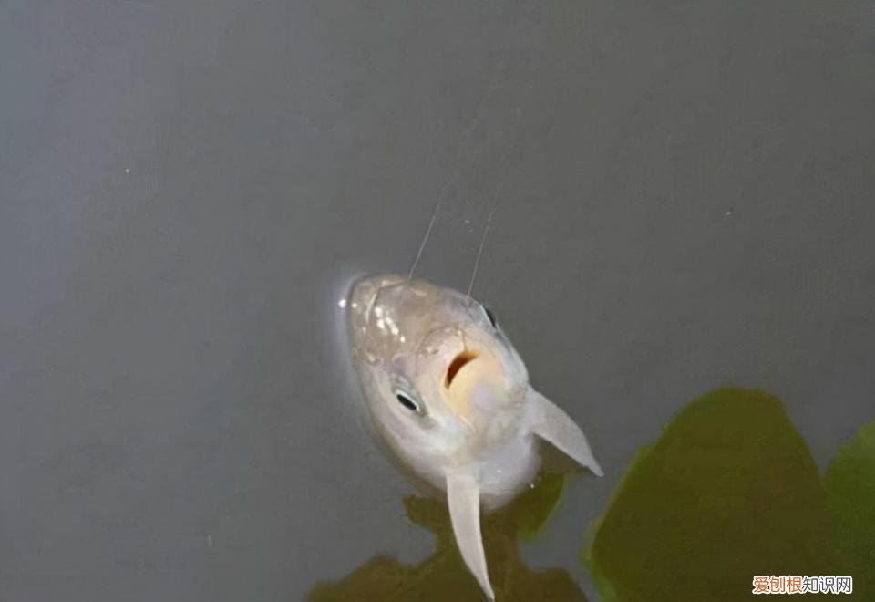 如何正确使用子线 主线与子线搭配到底遵循什么规则