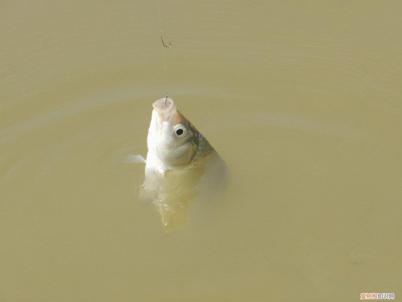 如何正确使用子线 主线与子线搭配到底遵循什么规则
