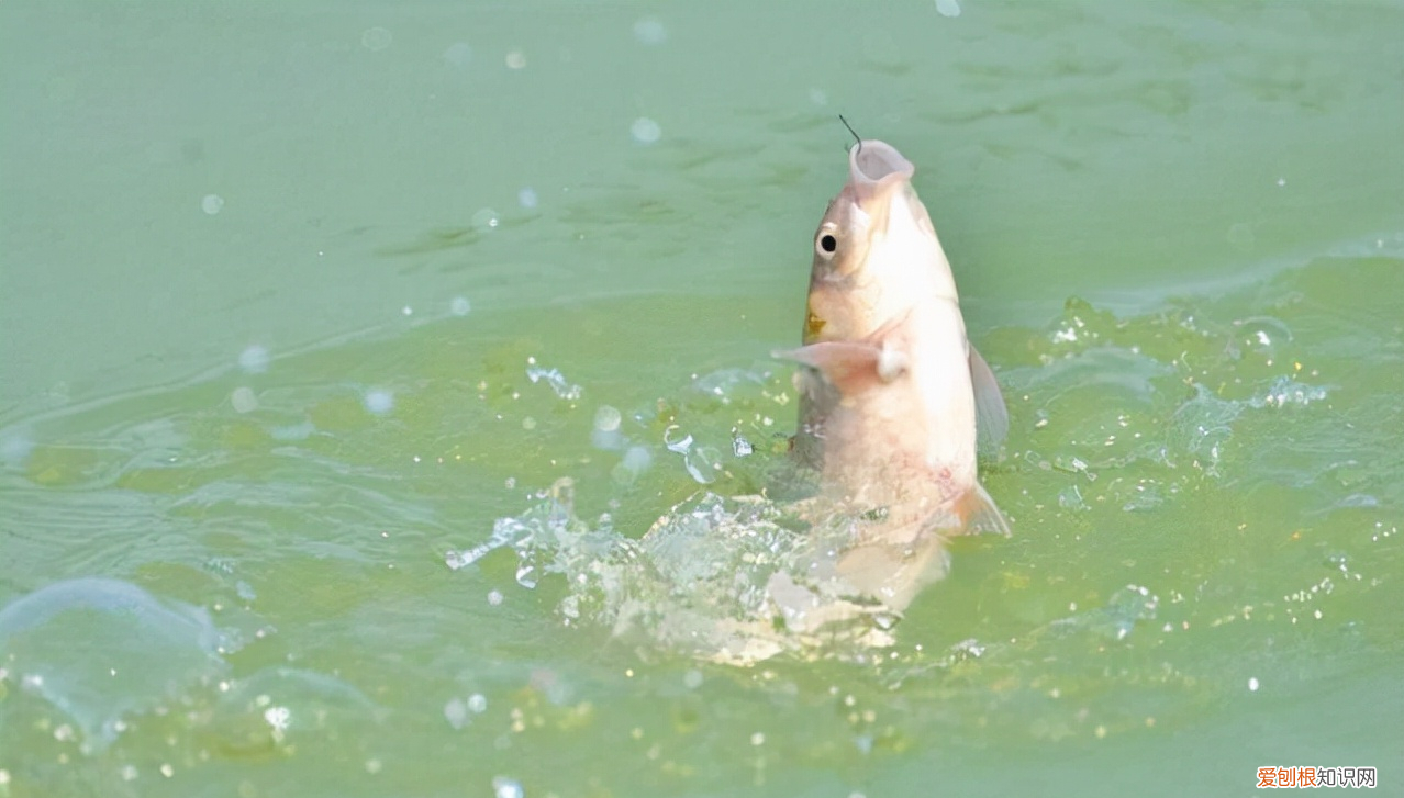 如何正确使用子线 主线与子线搭配到底遵循什么规则