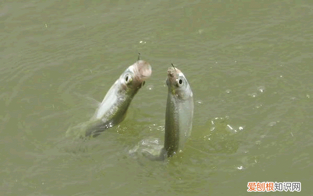 如何正确使用子线 主线与子线搭配到底遵循什么规则