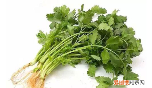 喝香菜水的功效与作用 喝香菜水有哪些功效作用