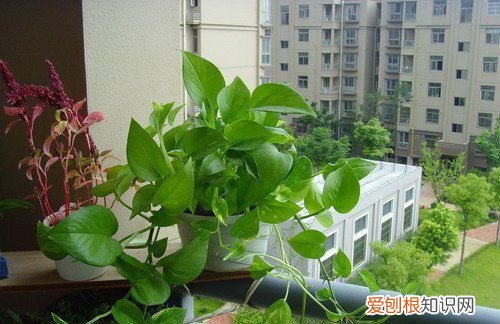 夏天适合养什么植物 适合夏天养殖的植物介绍