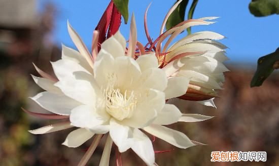 昙花一现是什么时候，昙花多长时间开一次 昙花在什么时候开放