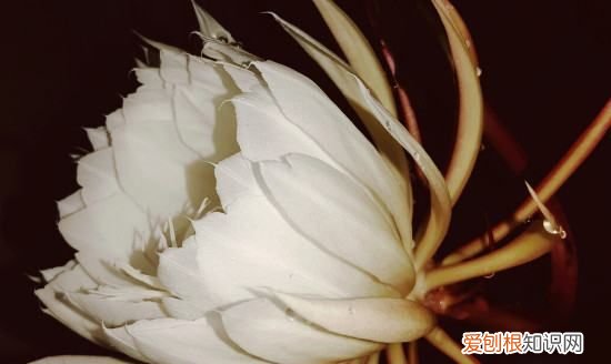 昙花一现是什么时候，昙花多长时间开一次 昙花在什么时候开放