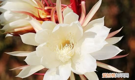 昙花一现是什么时候，昙花多长时间开一次 昙花在什么时候开放