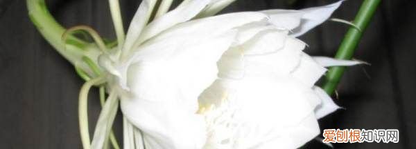 昙花一现是什么时候，昙花多长时间开一次 昙花在什么时候开放