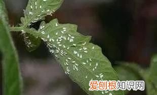 辣椒用什么农药防虫，朝天椒的功效与作用 朝天椒有什么作用