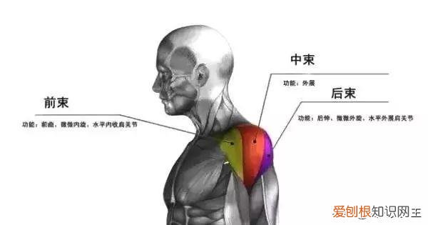 肩部锻炼黄金动作有哪些 肩部锻炼黄金动作