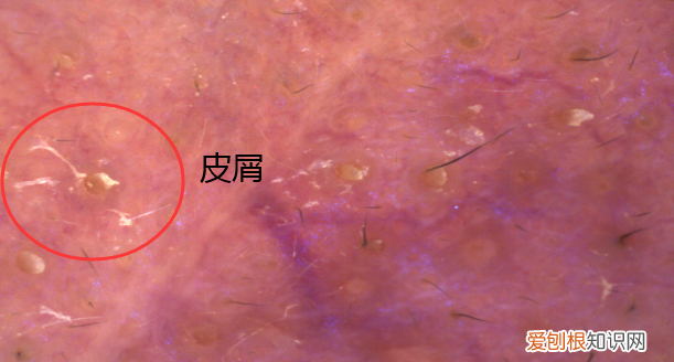 8款常见洗发水测评结果 多芬洁面泡泡哪个颜色好