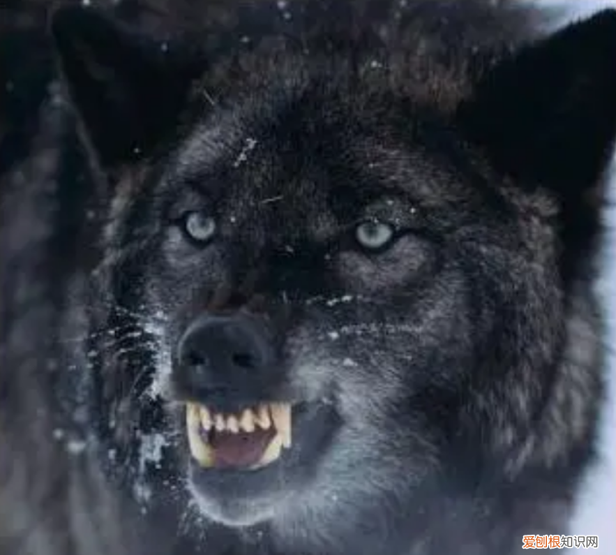 狼是如何繁殖养育后代的?低级狼没有交配权,想要后代怎么办?