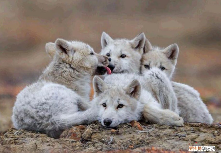 狼是如何繁殖养育后代的?低级狼没有交配权,想要后代怎么办?