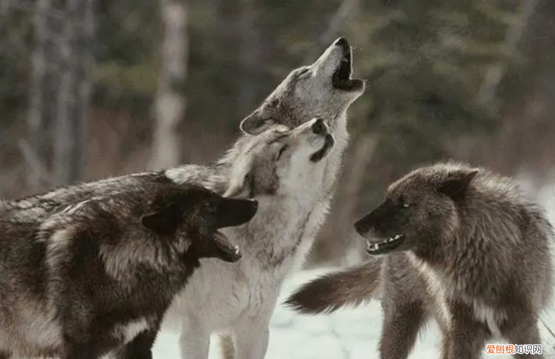 狼是如何繁殖养育后代的？低级狼没有交配权，想要后代怎么办？