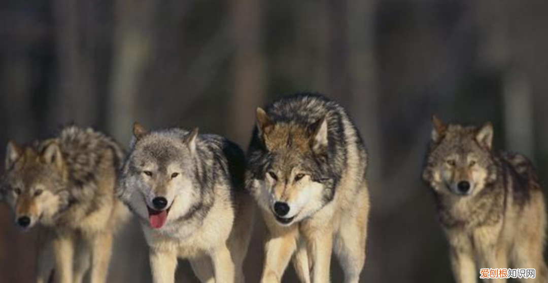 狼是如何繁殖养育后代的?低级狼没有交配权,想要后代怎么办?