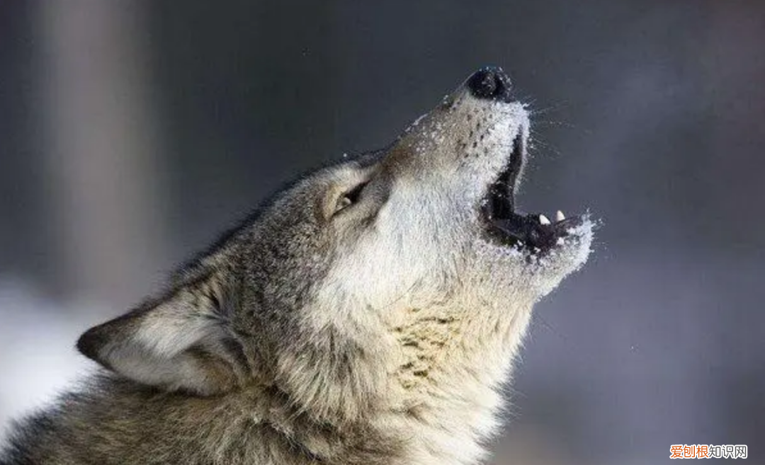 狼是如何繁殖养育后代的？低级狼没有交配权，想要后代怎么办？