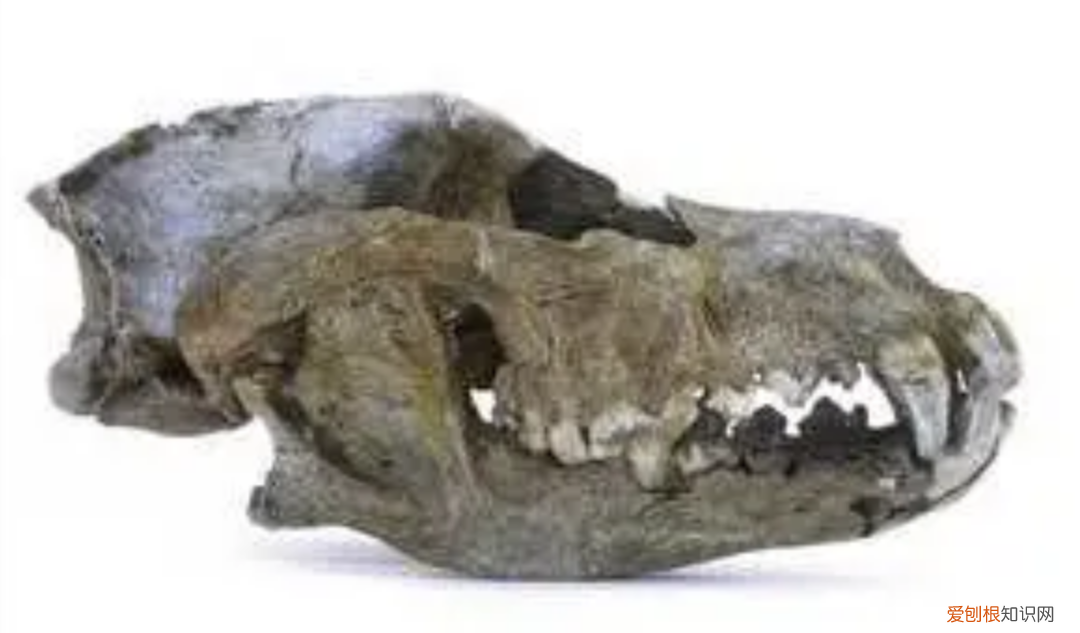 狼是如何繁殖养育后代的？低级狼没有交配权，想要后代怎么办？