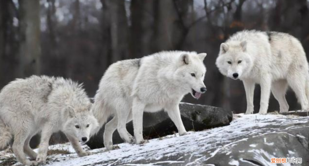 狼是如何繁殖养育后代的?低级狼没有交配权,想要后代怎么办?