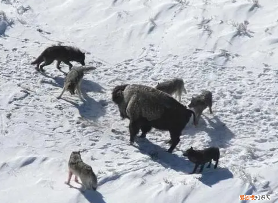 狼是如何繁殖养育后代的？低级狼没有交配权，想要后代怎么办？