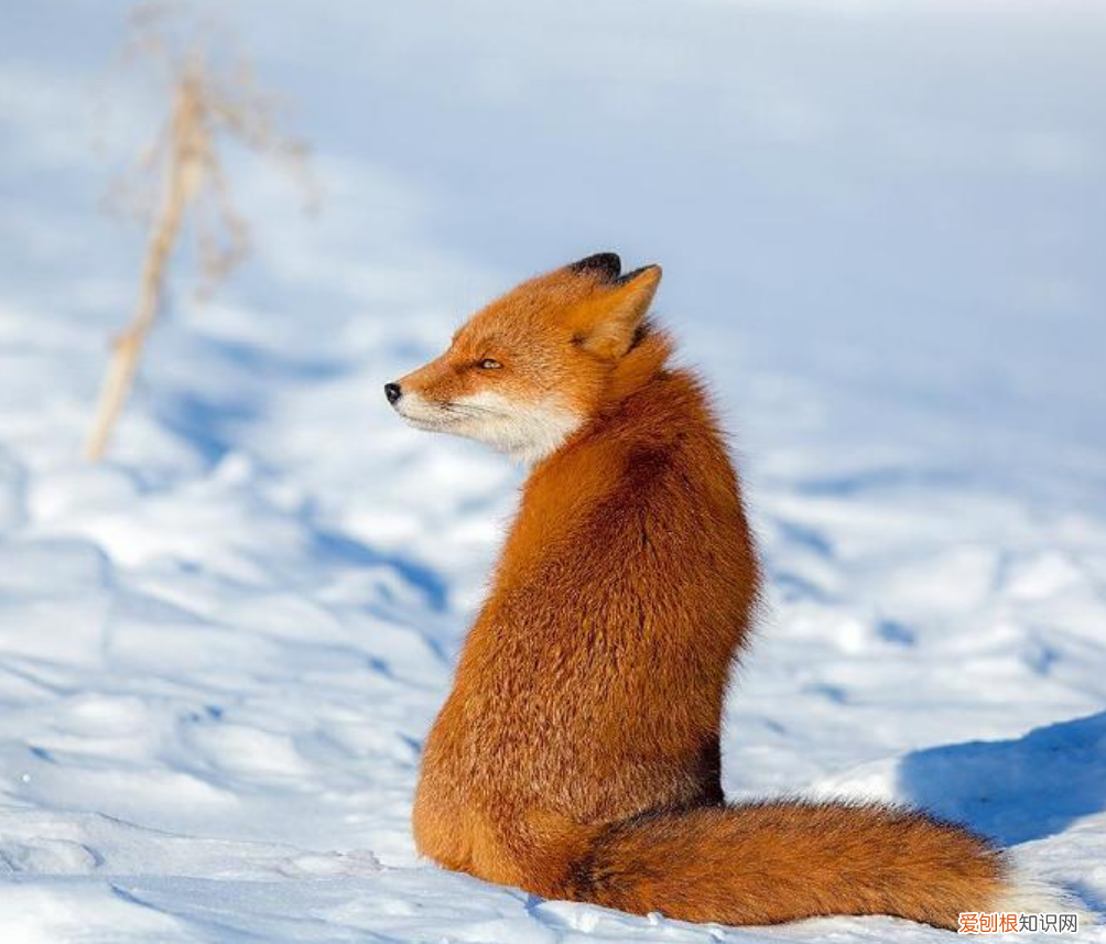 狼是如何繁殖养育后代的?低级狼没有交配权,想要后代怎么办?
