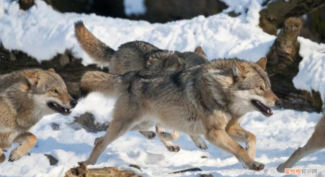 狼是如何繁殖养育后代的？低级狼没有交配权，想要后代怎么办？