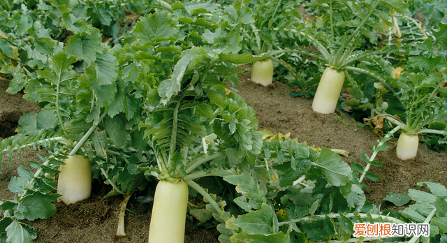 根茎类蔬菜100种大全,根茎类蔬菜应多施什么肥