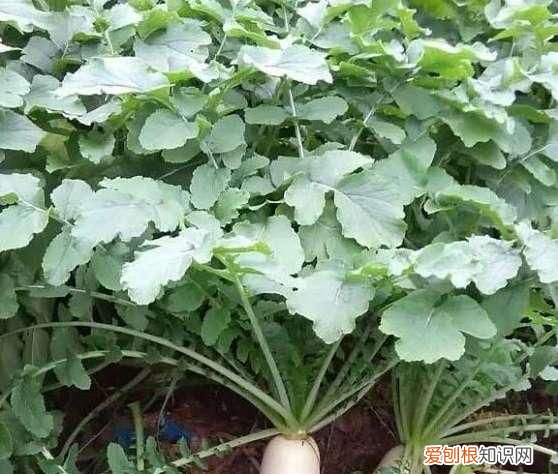 根茎类蔬菜100种大全,根茎类蔬菜应多施什么肥