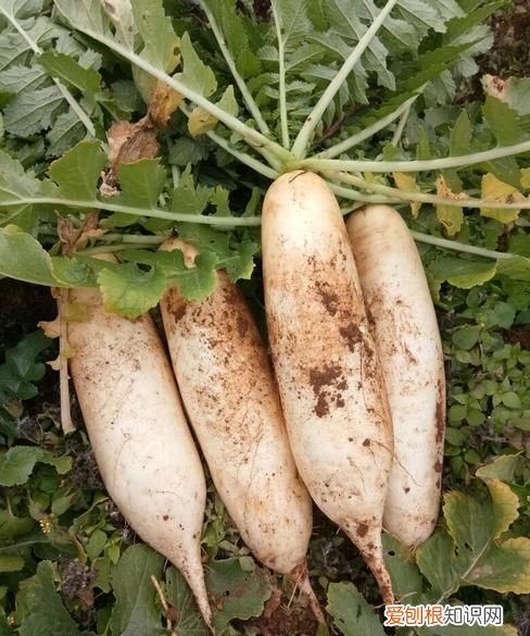 根茎类蔬菜100种大全,根茎类蔬菜应多施什么肥