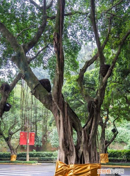 榕树干枯后如何复活，榕树越冬温度不能低于几度