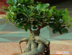 榕树干枯后如何复活，榕树越冬温度不能低于几度