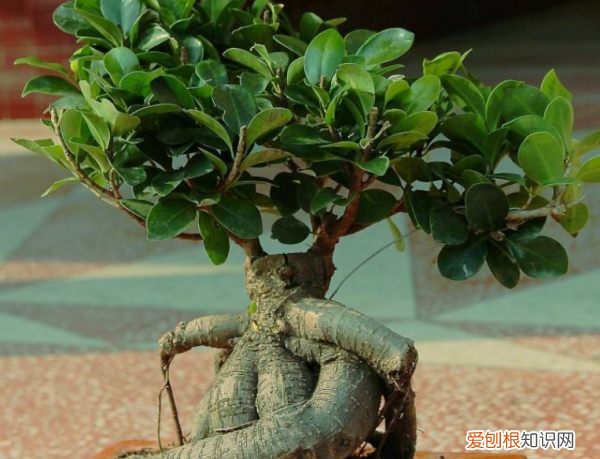 榕树干枯后如何复活，榕树越冬温度不能低于几度