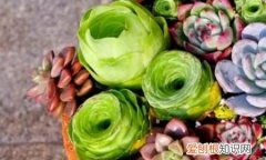 夏天可以种哪些多肉 夏天可以种哪些植物多肉