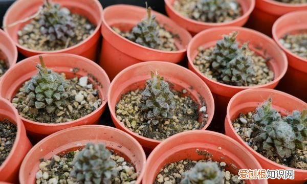 夏天可以种哪些多肉 夏天可以种哪些植物多肉