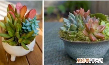 夏天可以种哪些多肉 夏天可以种哪些植物多肉