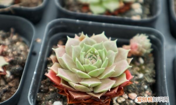 夏天可以种哪些多肉 夏天可以种哪些植物多肉