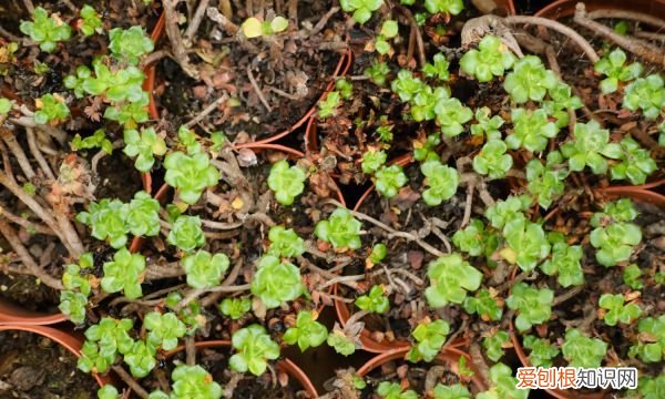 夏天可以种哪些多肉 夏天可以种哪些植物多肉