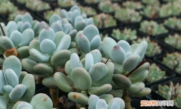 夏天可以种哪些多肉 夏天可以种哪些植物多肉