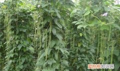 豆角需要多长时间浇一次水 豆角浇水时间