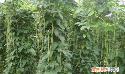 豆角需要多长时间浇一次水 豆角浇水时间