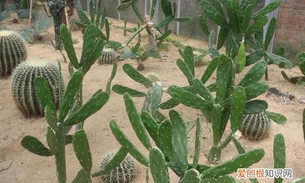 仙人掌有什么特点，仙人掌的外形、手感、气味有什么特点