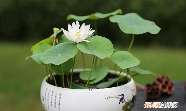 仙人荷花的养殖方法,水荷花的养殖方法 如何养护水荷花