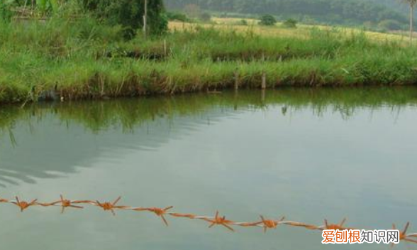 如何使池塘绿水变清,鱼池水变绿用什么办法可以消除?