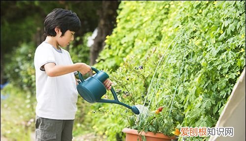 植物正确浇水的方法是什么 怎么给植物浇水