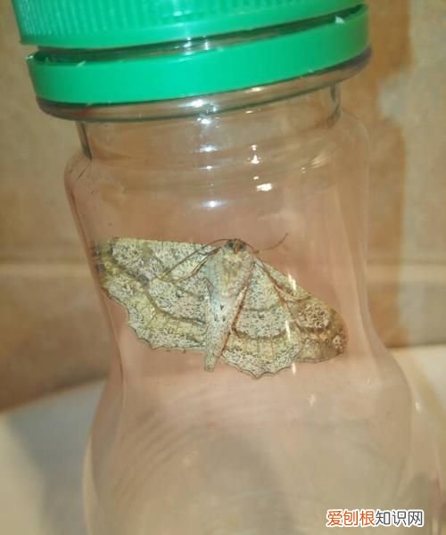 蛾子汁液有什么用 蛾子汁液作用