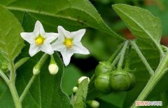 龙葵是什么科，龙葵是什么植物 龙葵是什么科植物