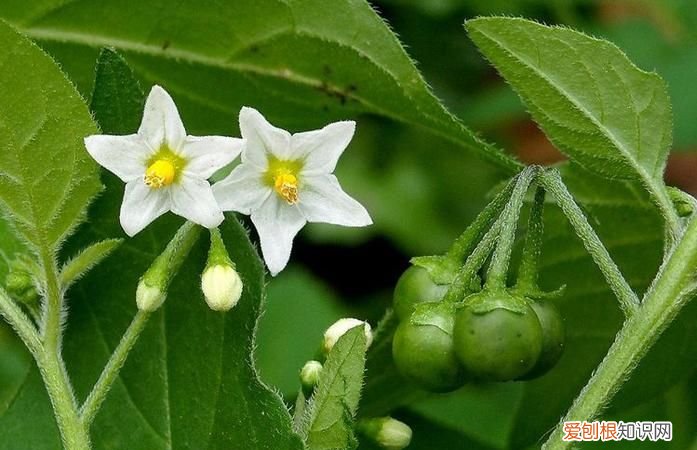 龙葵是什么科,龙葵是什么植物 龙葵是什么科植物