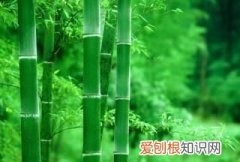 竹子是什么结构，竹子是什么植物 竹子是什么类型的植物