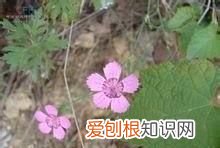 相思梅和石竹梅区别是什么 相思梅和石竹梅区别分析