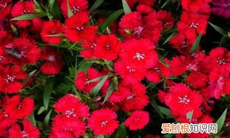 相思梅和石竹梅区别是什么 相思梅和石竹梅区别分析