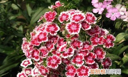 相思梅和石竹梅区别是什么 相思梅和石竹梅区别分析