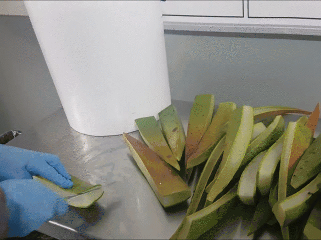 每天晚上坚持涂芦荟胶的效果 芦荟胶对痘痘和痘印有效果吗