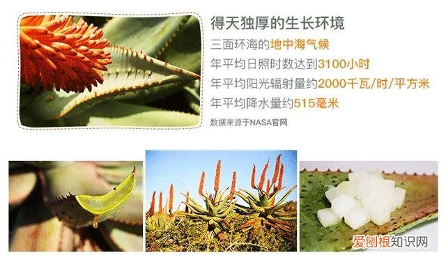 每天晚上坚持涂芦荟胶的效果 芦荟胶对痘痘和痘印有效果吗